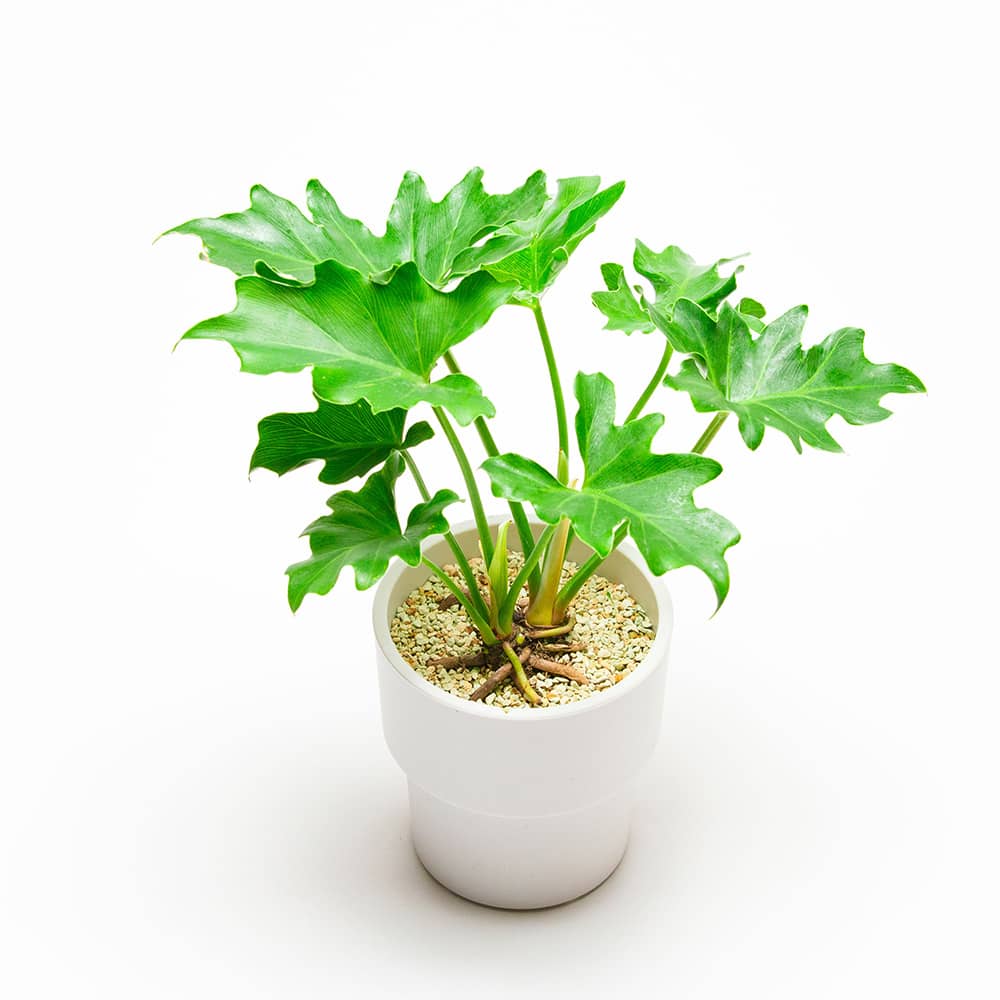 トロケル植木鉢にセロームを植えたイメージ