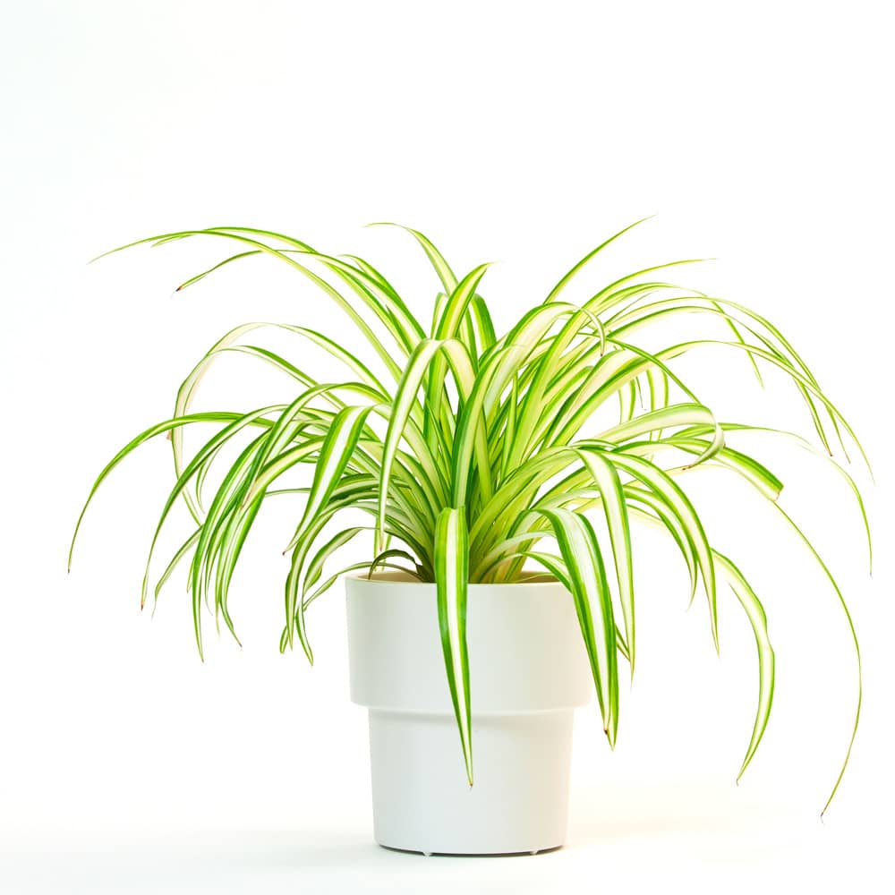 TROQUELの植木鉢にオリズルランを植えたイメージ